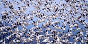 Rauwe vogeltornado landt terwijl sneeuwganzen jaarlijks naar de Noordpool vliegen