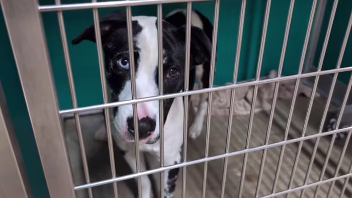 San Antonio huisdieren levend! doet een dringende oproep voor puppy-pleegouders tijdens de voorjaarsvakantie