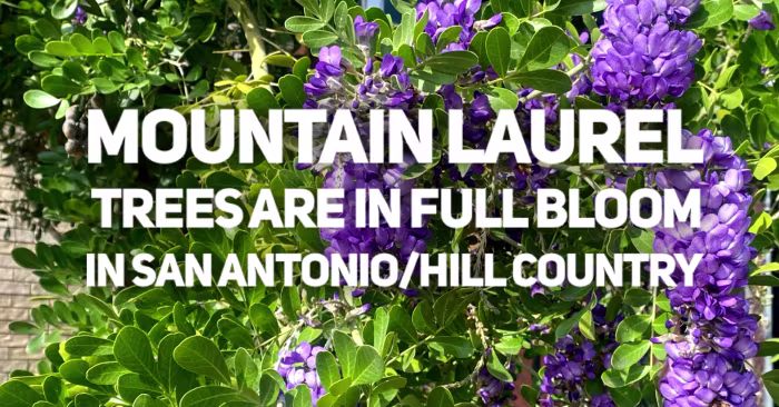 *Snif, snuif* De lauweren van de bergen bloeien in San Antonio, Texas Hill Country