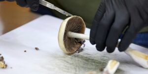 De FDA plant een ultrasnelle beoordeling van drie psychedelische medicijnen volgens de Trump-richtlijn