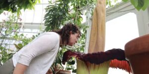 De lijkbloem van Mount Holyoke bloeit opnieuw en trekt menigten naar de stank van ‘rottend vlees’