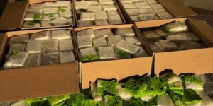 Grenspolitieagenten nemen ruim 2,6 miljoen dollar aan methamfetamine in beslag, verborgen in de verzending van wortelen