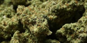 Het herclassificeren van marihuana als een minder gevaarlijke drug zou voor Trump slechts de eerste stap kunnen zijn