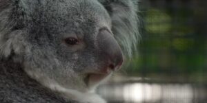 Maak kennis met de babykoala die zich verstopt in de buidel van zijn moeder in de nieuwe Outback-habitat van een dierentuin in Florida