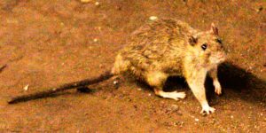 Bij een vermoedelijke uitbraak van het zeldzame hantavirus op een cruiseschip in de Atlantische Oceaan komen drie mensen om het leven