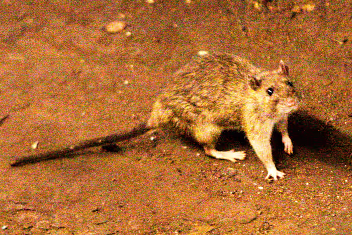 Bij een vermoedelijke uitbraak van het zeldzame hantavirus op een cruiseschip in de Atlantische Oceaan komen drie mensen om het leven