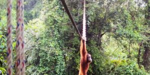 Camera toont Sumatra-orang-oetan die een luifelbrug gebruikt om een ​​weg over te steken in Indonesië