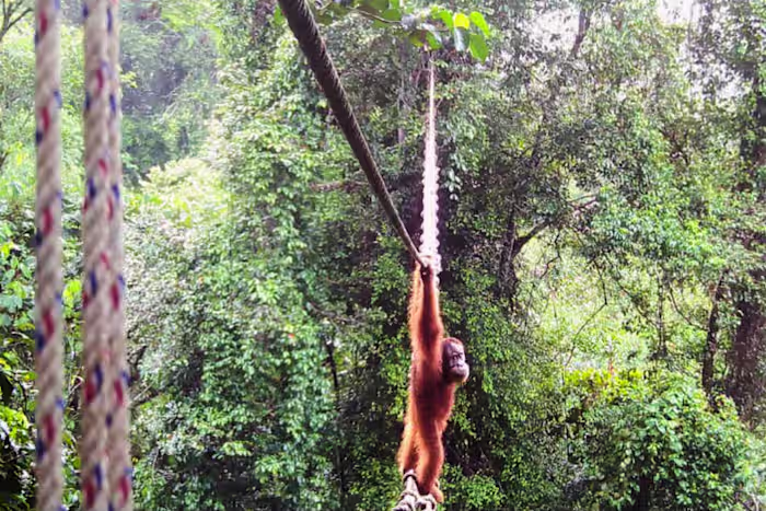 Camera toont Sumatra-orang-oetan die een luifelbrug gebruikt om een ​​weg over te steken in Indonesië