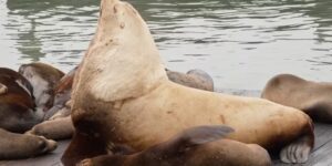 Chonkers, de zeeleeuw, trekt menigten naar Pier 39 in San Francisco