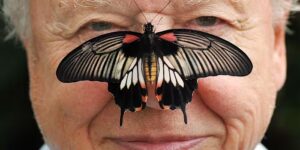 David Attenborough, de opgewonden maar gedempte stem van natuurprogramma’s, wordt 100