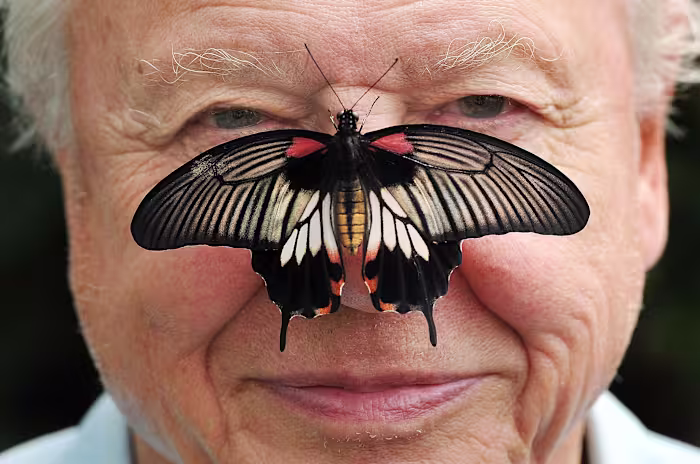 David Attenborough, de opgewonden maar gedempte stem van natuurprogramma's, wordt 100