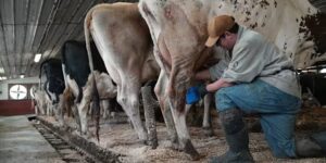 De drang naar rauwe melk neemt in de VS toe, ondanks uitbraken van ziekten en waarschuwingen van wetenschappers