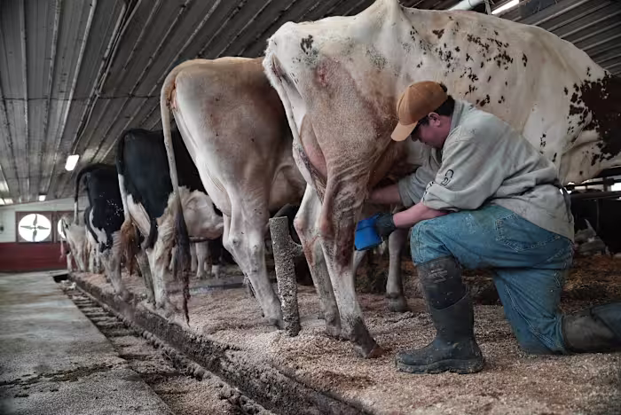 De drang naar rauwe melk neemt in de VS toe, ondanks uitbraken van ziekten en waarschuwingen van wetenschappers