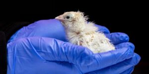 Een de-extinctiebedrijf heeft levende kuikens uit een kunstmatige eierschaal gehaald