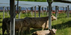 Een zonneboerderij in Tennessee wil bewijzen dat het grazen van vee onder de panelen een win-winsituatie voor landbouwgrond is