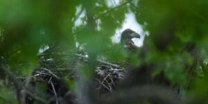 Jonge zeearenden die in een park in Chicago worden gespot, zijn mogelijk de eerste in meer dan een eeuw in de stad