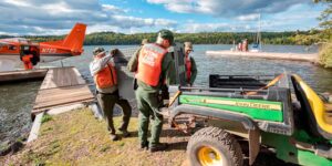 Onderzoekers zeggen dat de wolven op het afgelegen eiland Lake Superior goed gedijen terwijl roedels op elanden jagen