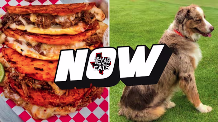 Texas eet NU: best beoordeelde Quesabirria-taco's en puppy's op de green voor het goede doel