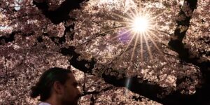 Uit onderzoek blijkt dat bomen de helft van de stedelijke verwarming in de wereld tegengaan, maar niet op de plekken waar dat het meest nodig is