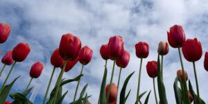 Wetenschappers zeggen dat we planten niet moeten vergeten. Klimaatverandering brengt tienduizenden soorten in gevaar