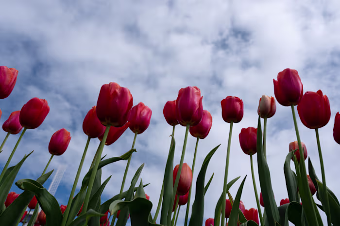 Wetenschappers zeggen dat we planten niet moeten vergeten. Klimaatverandering brengt tienduizenden soorten in gevaar