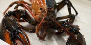 Zeldzame tweekleurige kreeft gevangen door vissers bij Cape Cod en gedoneerd aan aquarium
