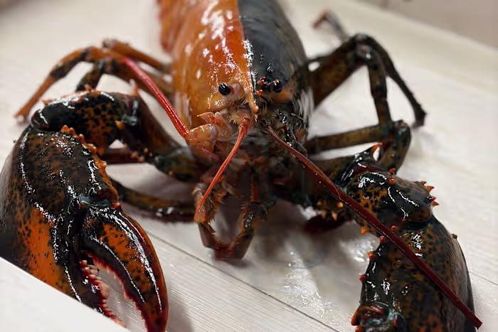 Zeldzame tweekleurige kreeft gevangen door vissers bij Cape Cod en gedoneerd aan aquarium