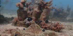 Afrikaanse landen en landen van het Gemenebest in Kenia dringen aan op snelle uitvoering van een belangrijk verdrag ter bescherming van de oceanen