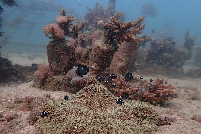 Afrikaanse landen en landen van het Gemenebest in Kenia dringen aan op snelle uitvoering van een belangrijk verdrag ter bescherming van de oceanen