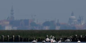 De groeiende flamingopopulatie in Venetië vindt onderdak in zich herstellende wetlands