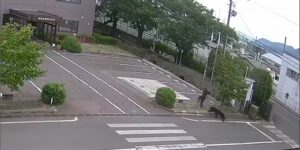 Een beer verwondt vier mensen in een woonwijk in Japan terwijl de aanvallen toenemen