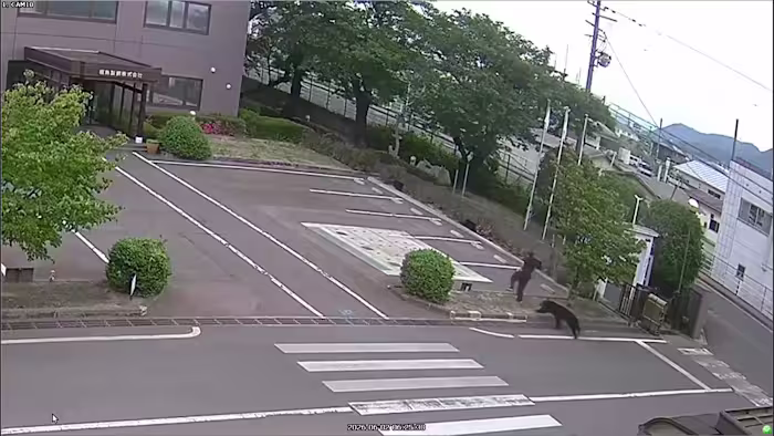 Een beer verwondt vier mensen in een woonwijk in Japan terwijl de aanvallen toenemen