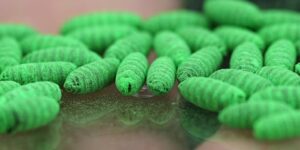 Er volgt een politiek schuldspel terwijl de schroefwormparasiet het vee in Texas bedreigt