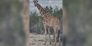 Gracie, een giraffe die als vermist werd opgegeven in Real County, is gelokaliseerd, zegt het kantoor van de sheriff