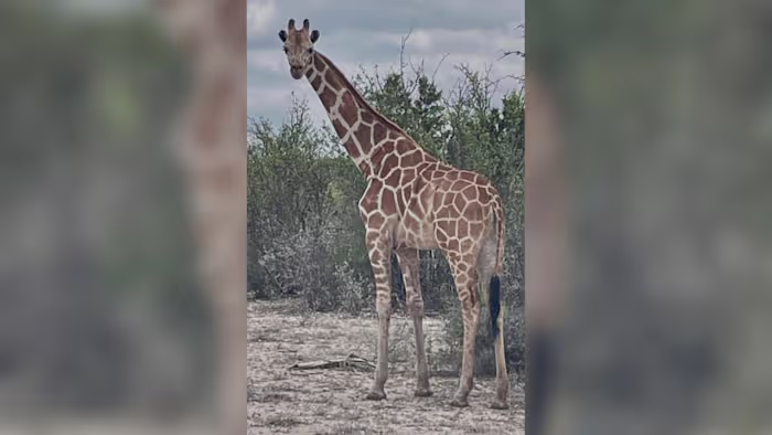 Gracie, een giraffe die als vermist werd opgegeven in Real County, is gelokaliseerd, zegt het kantoor van de sheriff