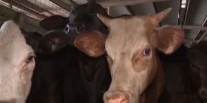 Hoe u uw huisdieren en dieren kunt beschermen tegen schroefworm