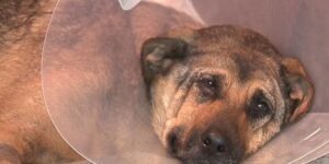 KSAT legt hondenredding vast op US Highway 281; Ziekenhuispersoneel meldt ‘goede’ prognose