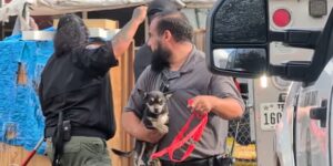 18 achtergelaten honden in beslag genomen op een landgoed in de SW Bexar County, ooit beschreven als ‘puppymolen’