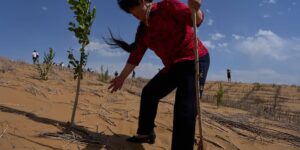 De Chinese ‘Groene Grote Muur’ temt de woestijngroei, maar wetenschappers waarschuwen dat de strijd nog niet voorbij is