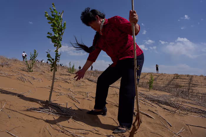 De Chinese 'Groene Grote Muur' temt de woestijngroei, maar wetenschappers waarschuwen dat de strijd nog niet voorbij is