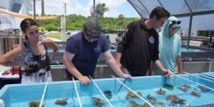 Onderzoekers uit Florida brengen bedreigde elandhoornkoraal aan land om ze te beschermen