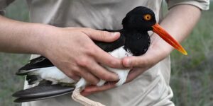 Scholeksters, bekend om hun scherpe snavels en kraalogen, maken dankzij natuurbehoud een comeback
