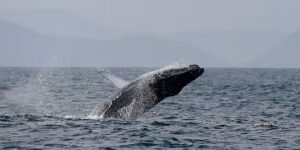 Waarnemingen van bultruggen in Rio de Janeiro nemen toe, waardoor de vraag naar walvistochten toeneemt