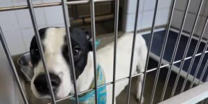 Animal Care Services zegt dat de opvangcapaciteit van meer dan 550 dieren groter is en dringt er bij de gemeenschap op aan om deze te adopteren of te koesteren