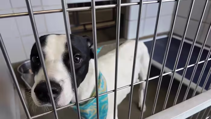 Animal Care Services zegt dat de opvangcapaciteit van meer dan 550 dieren groter is en dringt er bij de gemeenschap op aan om deze te adopteren of te koesteren
