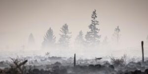 Belgisch bosbrand nadert Duitsland terwijl Griekenland de dodelijke brand onderzoekt