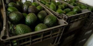 De VS schorten de avocado-inspecties in de Mexicaanse staat Michoacan op vanwege dreiging