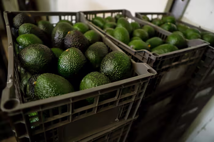 De VS schorten de avocado-inspecties in de Mexicaanse staat Michoacan op vanwege dreiging