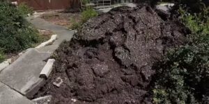 De bemanningen van San Antonio verwijderen tientallen door tornado’s beschadigde bomen terwijl de schoonmaakwerkzaamheden doorgaan