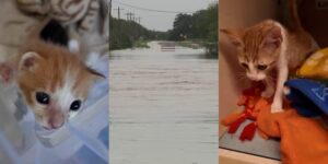 Dierenbeschermingsgroep uit San Antonio helpt huisdieren die zijn ontheemd door recente overstromingen in Hill Country